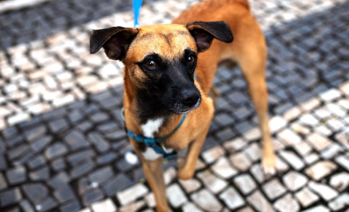 Projeto que institui o Censo Populacional de Cães e Gatos no Município é aprovado