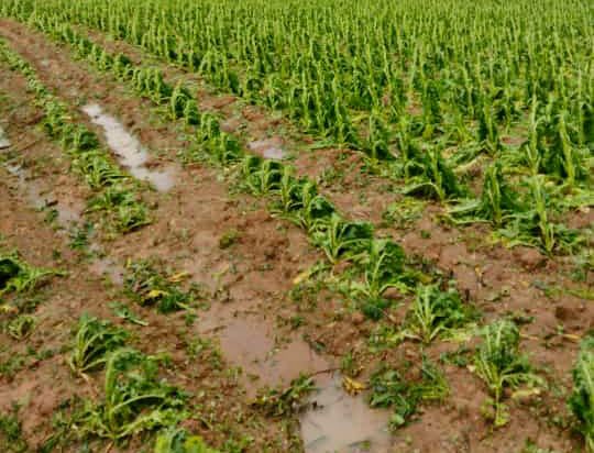 Vereadores solicitam ao Executivo levantamento dos prejuízos causados nas lavouras pelas chuvas